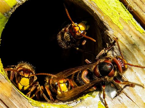 How To Keep Yellow Jackets Out Of Your Yard Advanced Pest Control Of