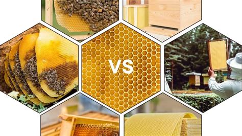 Bee Foundation Plastic Vs Wax Beekeeper Tips