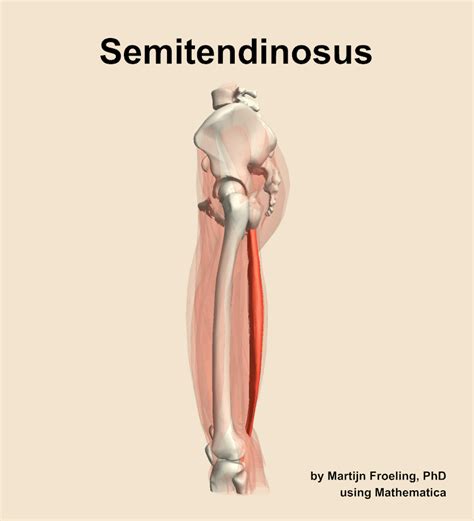 The Semitendinosus Muscle Of The Thigh