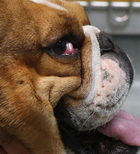 New Research Unveils The Extent Of Painful Eye Condition In Dogs And