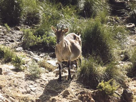 El último Refugio De La Cabra Montés