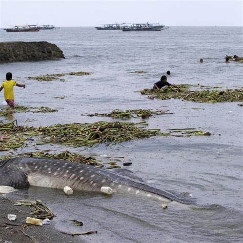 Dead Whale Shark Washes Ashore Near Philippine Capital South China