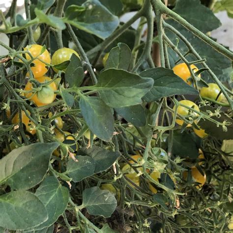 Seeds For Blondkopfchen Tomato Solanum Lycopersicum Amkha Seed