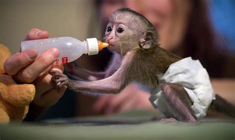 Rare Monkey Is Raised By Zookeepers After Being Rejected By Its Mother