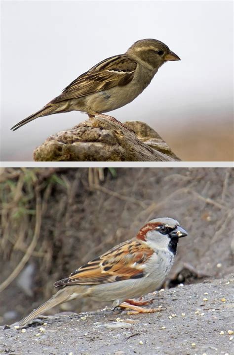 House Sparrow Passer Domesticus ~ Introduced To America In 1851 Now