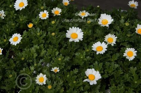 Plantfiles Pictures Mini Margueritte Baby Marguerite White Buttons