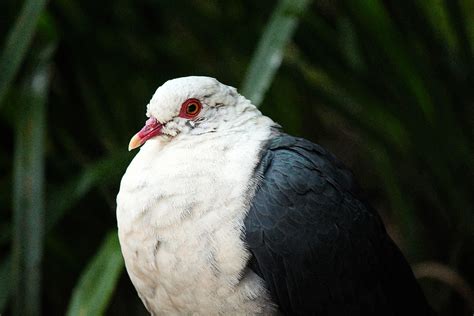 White Headed Pigeon Columba Leucomela This Australian Ra Flickr