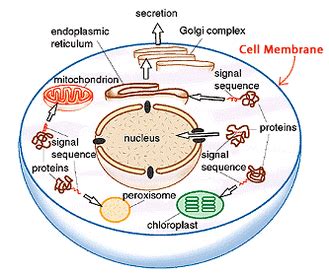 A cell wall is different from a cell. Organelles of a Cell - All about Cells