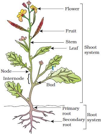 Explain Different Parts Of A Typical Flowering Plant QS Study