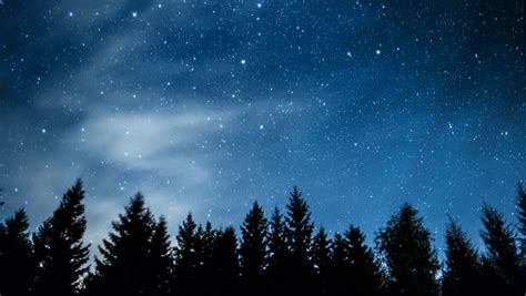 Timelapse Of Stars Moving In Night Sky Over Pine Trees