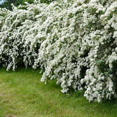 National PLANT NETWORK 2 25 Gal Spirea Reeves Flowering Shrub With