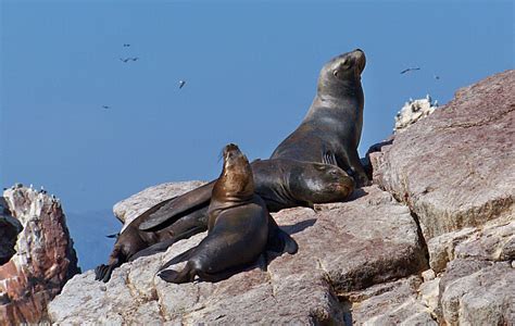 Touring The Ballestas Islands And The Nazca Lines Of Peru