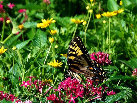 Eastern Tiger Swallowtail 000 Photograph By Christopher Mercer Fine