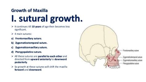 Development And Growth Of Maxilla