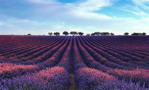 Purple Flower Field Field Landscape Lavender Hd Wallpaper