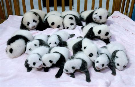 Baby Panda Hd Wallpapers Wallpaper Cave