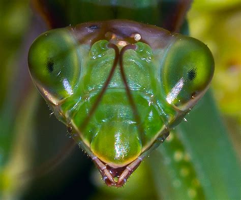 Up Close And Personal With A Praying Mantis Shutterbug