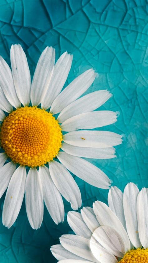 529 Best Images About Daisy Chain On Pinterest White