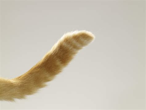 A little twitch can mean a particularly. Ginger Tabby Cat Tail, Close-up Photograph by Michael Blann