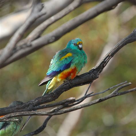 Mulga Parrot 11 Birdlife Australias Gluepot Reserve Sout Flickr