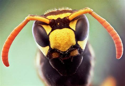 Wasp Head 1 Photograph By Nicolas Reusens Pixels