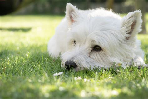 Dermatite Atopique Du Westie Lexmoor