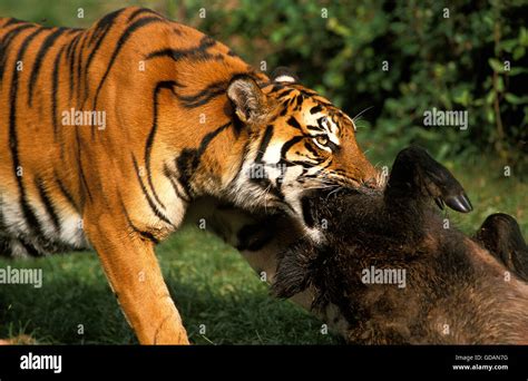 Tiger Hunting For Prey Hi Res Stock Photography And Images Alamy