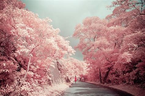 Unknown There Is A Pink Forest In Ireland Though Hmmm Pink Trees