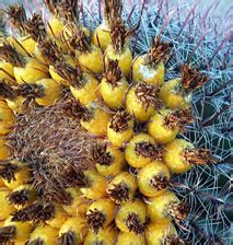 The prickly pears are represented in the insignia of the motherland. Cactus (Cactaceae) - The Basics