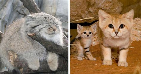 10 Rare Wild Cat Species You Probably Didnt Know Exist My Pets Care