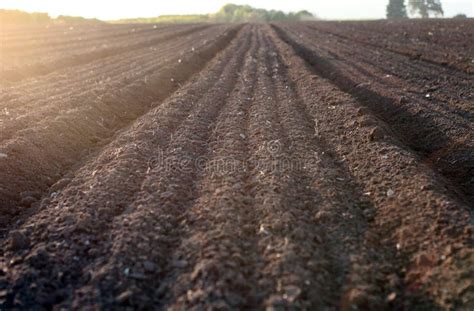 Bare Field With Dark Soil Stock Photo Image Of Growing 167920724