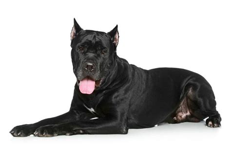 Cane Corso Dog Breed Information And Pictures Petguide Cane Corso