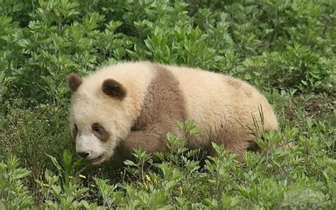 Qinling Brown Panda Ailuropoda Melanoleuca Xdpandas Panda