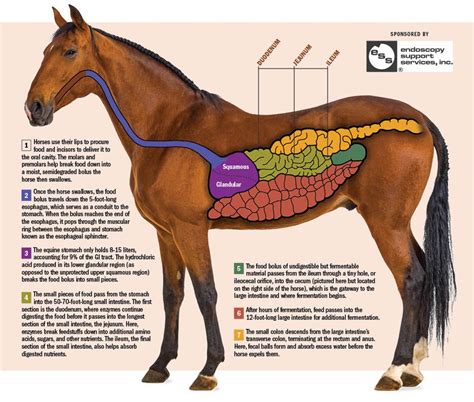 How Does The Equine Gi Tract Work The Horse Horses Horse Anatomy