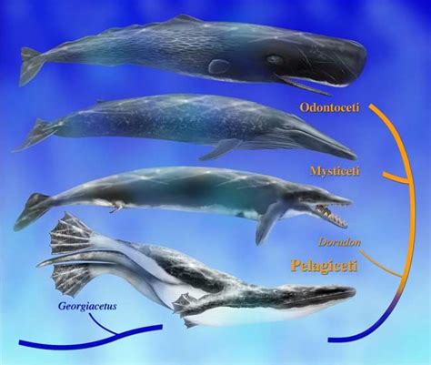 Early Whales Had Legs Live Science