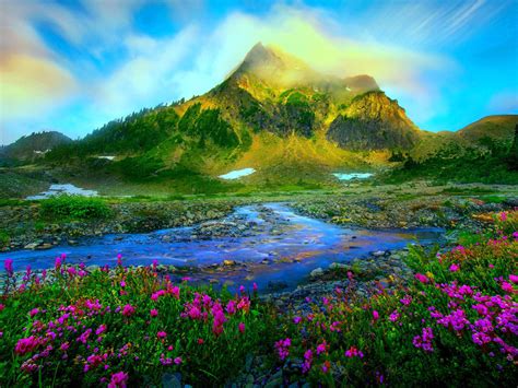 Wild violets are perennial with flowers similar to pansies. Nature landscape Spring-melting of snow wild purple ...