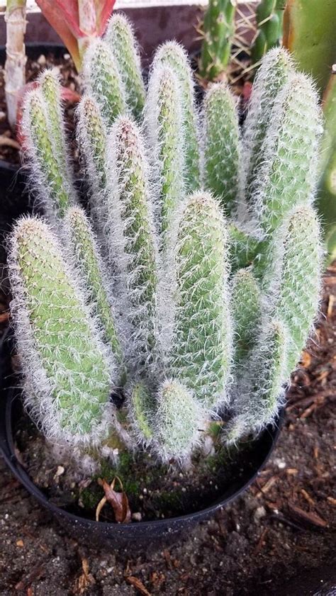 Unique White Fuzzy Snow Prickly Pear Opuntia Cactus Pad Cactus