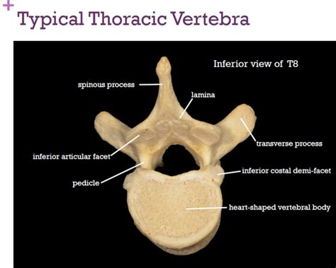 Human Morphology 1 Thoracic Vertebrae Flashcards Quizlet