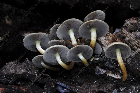 Sulphur Tuft Mushrooms Stock Image C0546178 Science Photo Library