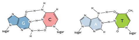 The two strands are held together by hydrogen bonds between the bases, with adenine forming a base pair with thymine, and cytosine forming a base pair with guanine. AMA AAMC Material : Mcat