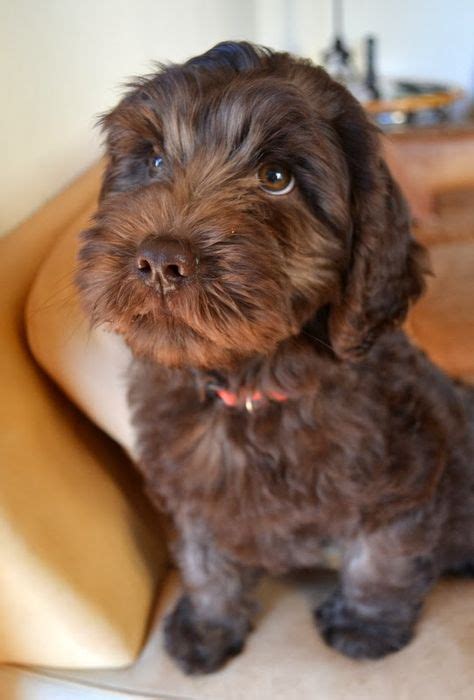 Communication was great from the beginning, easy pick. Labradoodle Pictures Labrador-Poodle hybrid dogs - Dog ...