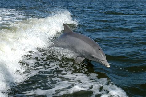 Montezuma Home For Bottlenose Dolphins