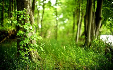 Forest Wallpaper Forest Green Nature Tree Wallpaper