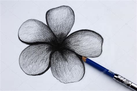 imagenes de flores para dibujar a lapiz 33d