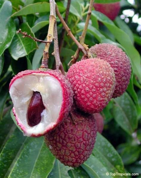 Lychee Or Chinese Guinep Lychee Tree Fruit Trees For Sale Fruit Trees