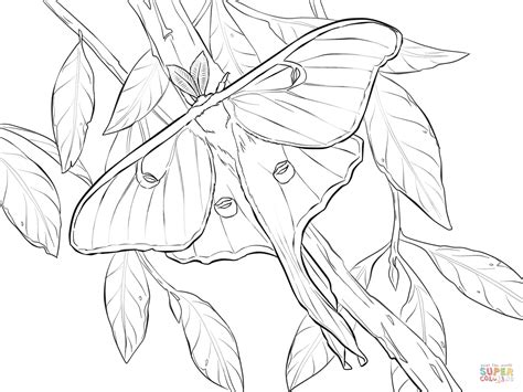 Realistic Luna Moth Coloring Page Free Printable Coloring Pages