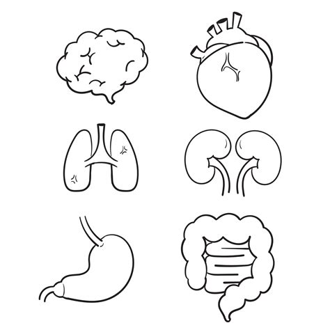 Dibujado A Mano Icono De órganos Internos Humanos Con Pulmones Riñones