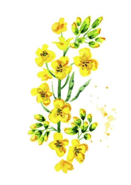 Royalty Free Mustard Flowers Clip Art Vector Images And Illustrations