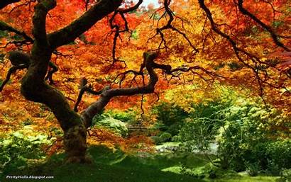 Trees Wallpapers Pretty Leaves Autumn Forest Walls