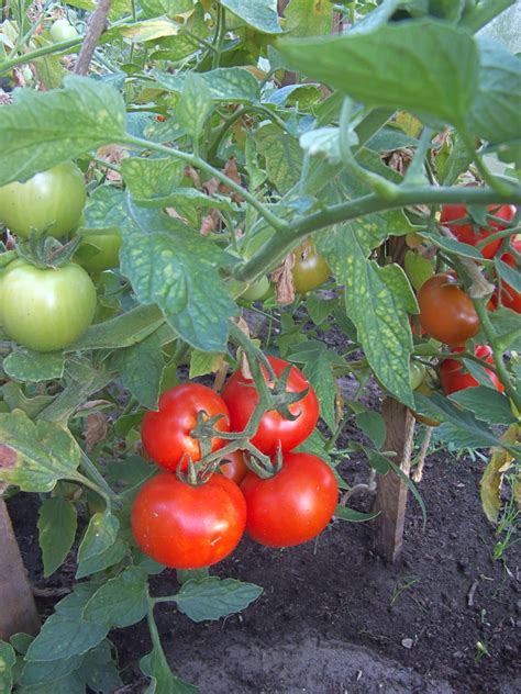 Solanum Lycopersicum Tomato Tomatoes North Carolina Extension